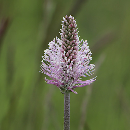 Mittlerer Wegerich / Plantago media